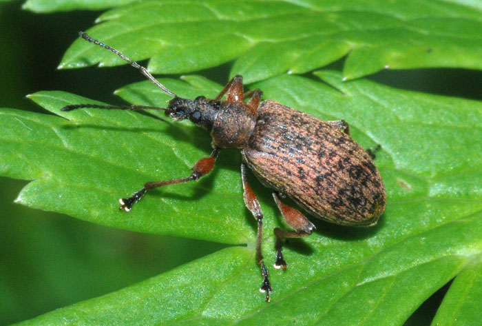 Curculionidae da conf.